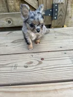 Jewels , a female Chihuahua for sale in Cullowhee, NC – 4 of 10