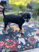 Caroline m1, a male Chihuahua for sale in Cullowhee, NC – 8 of 10