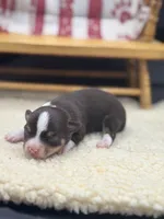 Freyas chocolate male full AKC , a male Chihuahua for sale in Cullowhee, NC – 4 of 10