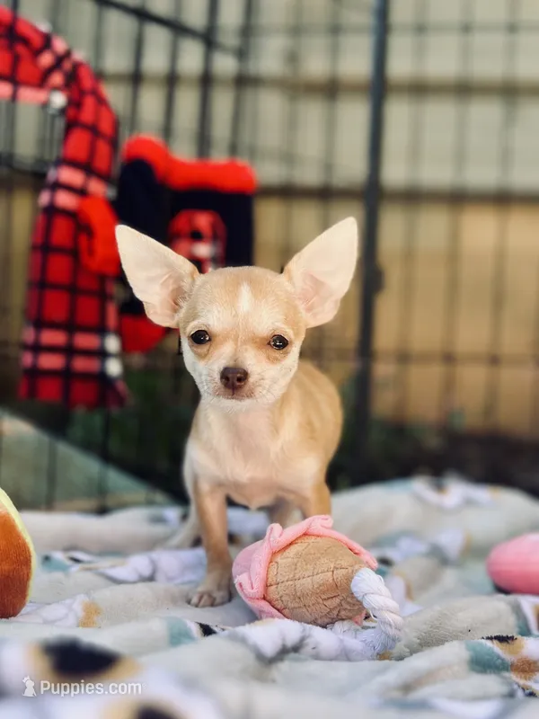 Bitsy tiny!! AKC teacup  – Chihuahua puppy for sale in Cullowhee, NC