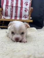 Male creme blue eyes full AKC , a male Chihuahua for sale in Cullowhee, NC – 10 of 10