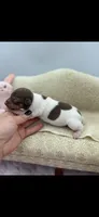 Cupcake chocolate male, a male Toy Fox Terrier for sale in Cullowhee, NC – 9 of 10