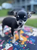 Caroline m1, a male Chihuahua for sale in Cullowhee, NC – 2 of 10