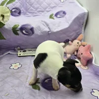 Minnie's sweet girl full Akc, a female Toy Fox Terrier for sale in Cullowhee, NC – 8 of 8