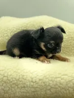 Full AKC teacup Male , a male Chihuahua for sale in Cullowhee, NC – 2 of 10