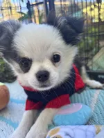 Pumbaa Full Akc Champion sire male, a male Chihuahua for sale in Cullowhee, NC – 5 of 10
