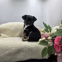 Full AKC Winnie f2, a female Chihuahua for sale in Cullowhee, NC – 3 of 8