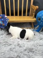 Topanga M3, a male Toy Fox Terrier for sale in Cullowhee, NC – 6 of 10