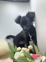 Full Akc Juliette Female1, a female Chihuahua for sale in Cullowhee, NC – 1 of 9