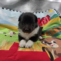 Farrah full akc male Bi-blk, a male Shetland Sheepdog for sale in Cullowhee, NC – 3 of 8