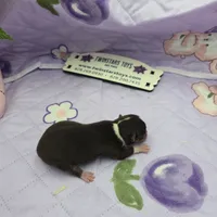 Sonia's chocolate male full Akc, a male Chihuahua for sale in Cullowhee, NC – 5 of 10