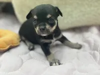 Caroline f2 AKC , a female Chihuahua for sale in Cullowhee, NC – 9 of 10