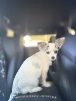 Full AKC Blue Eyed Jill female, a female Chihuahua for sale in Cullowhee, NC – 2 of 10