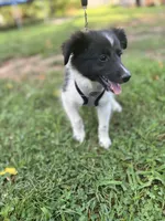Lucy male #2 full AKC , a male Shetland Sheepdog for sale in Cullowhee, NC – 3 of 10
