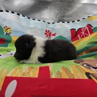 Farrah full Akc female Bi-blk, a female Shetland Sheepdog for sale in Cullowhee, NC – 7 of 10