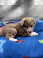Full AKC Zina M 3, a male Shetland Sheepdog for sale in Cullowhee, NC – 2 of 10