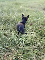 Tri male 1 AKC , a male Chihuahua for sale in Cullowhee, NC – 3 of 9