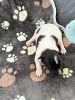 Lucy male #2 full AKC , a male Shetland Sheepdog for sale in Cullowhee, NC – 8 of 10