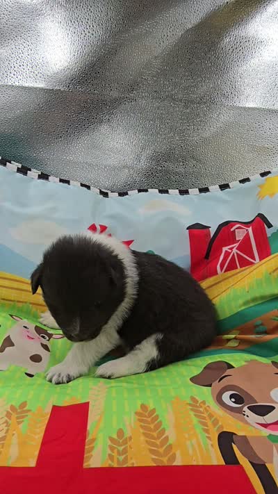 Farrah full Akc female Bi-blk, a female Shetland Sheepdog for sale in Cullowhee, NC – 2 of 10