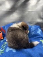 Full AKC Zina M 4, a male Shetland Sheepdog for sale in Cullowhee, NC – 6 of 10
