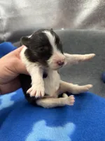 Full AKC Zina M 5, a male Shetland Sheepdog for sale in Cullowhee, NC – 10 of 10