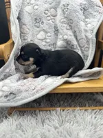 Tri male short coat , a male Chihuahua for sale in Cullowhee, NC – 7 of 10
