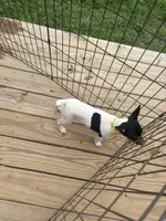 No papers Mini's Male # 1, a male Toy Fox Terrier for sale in Cullowhee, NC – 7 of 10