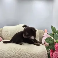Full AKC Juliette's Chocolate Male # 3, a male Chihuahua for sale in Cullowhee, NC – 4 of 10