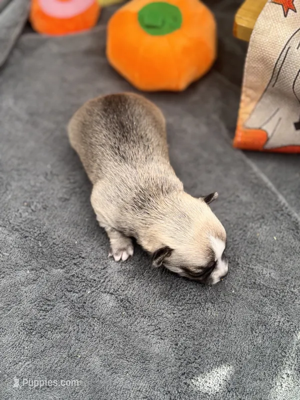 Panda male 2 full AKC – Chihuahua puppy for sale in Cullowhee, NC