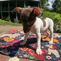 Cupcake chocolate male, a male Toy Fox Terrier for sale in Cullowhee, NC – 4 of 10