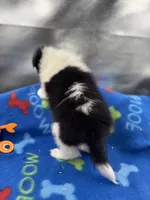 Full AKC Zina M 5, a male Shetland Sheepdog for sale in Cullowhee, NC – 2 of 10