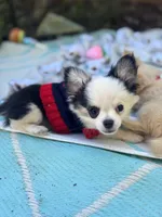 Pumbaa Full Akc Champion sire male, a male Chihuahua for sale in Cullowhee, NC – 1 of 10