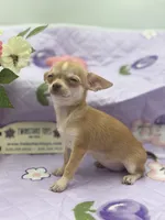 Bitsy AKC  teacup , a female Chihuahua for sale in Cullowhee, NC – 3 of 10