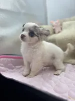 Full AKC Blue Eyed Jill female, a female Chihuahua for sale in Cullowhee, NC – 2 of 10