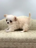 Amber female full AKC Teacup , a female Chihuahua for sale in Cullowhee, NC – 1 of 10