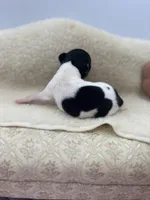 Cupcake tri male, a male Toy Fox Terrier for sale in Cullowhee, NC – 9 of 10