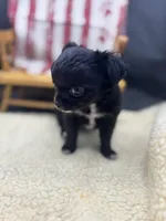 Janice black n white LC female , a female Chihuahua for sale in Cullowhee, NC – 5 of 10
