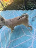 Mindy Full AKC female, a female Chihuahua for sale in Cullowhee, NC – 9 of 10