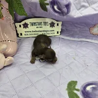 Full Akc Dixie's Chocolate male, a male Chihuahua for sale in Cullowhee, NC – 4 of 10