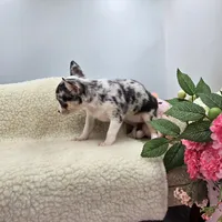 Selina female full AKC , a female Chihuahua for sale in Cullowhee, NC – 4 of 10