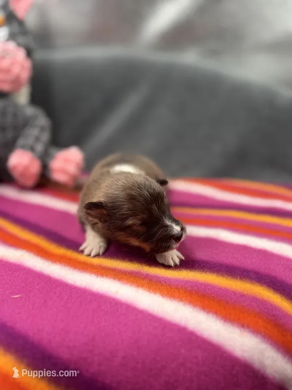 Full AKC Zina F 1 – Shetland Sheepdog puppy for sale in Cullowhee, NC
