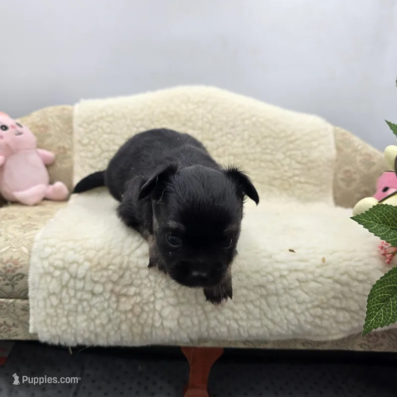 Full AKC Honey's Male # 1 – Chihuahua puppy for sale in Cullowhee, NC
