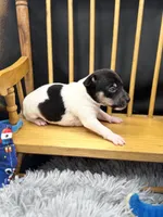 Topanga Male 2 , a male Toy Fox Terrier for sale in Cullowhee, NC – 3 of 8