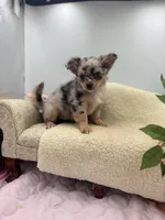 Full AKC Lilly Female , a female Chihuahua for sale in Cullowhee, NC – 1 of 10