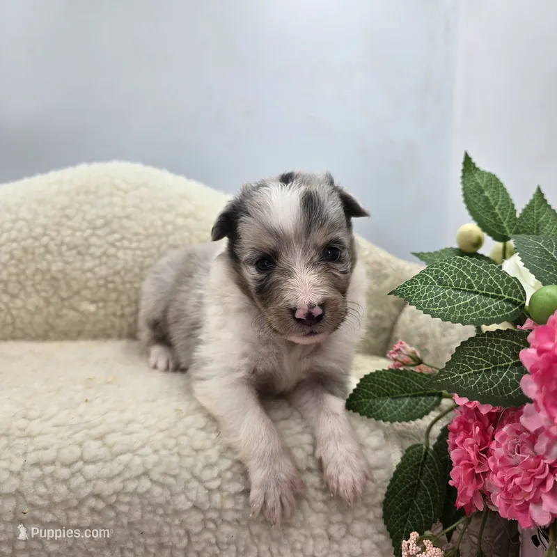 Full AKC Zina M 2 – Shetland Sheepdog puppy for sale in Cullowhee, NC