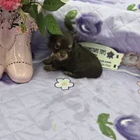 Full Akc Dixie chocolate and tan long coat, a male Chihuahua for sale in Cullowhee, NC – 6 of 10