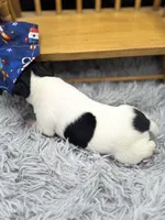 Topanga M3, a male Toy Fox Terrier for sale in Cullowhee, NC – 5 of 10