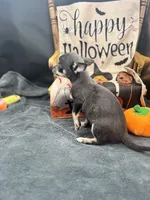 Darla Blue tri full AKC , a female Chihuahua for sale in Cullowhee, NC – 8 of 8
