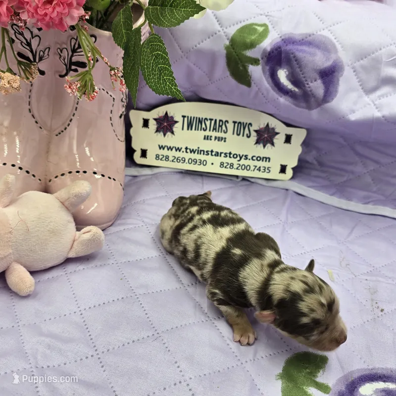 Full Akc Charolette's chocolate merle female – Chihuahua puppy for sale in Cullowhee, NC