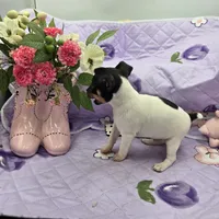 Minnie's boy full Akc, a male Toy Fox Terrier for sale in Cullowhee, NC – 8 of 10